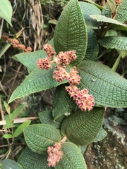 Miconia rufescens