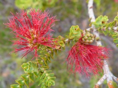 Melaleuca anisandra