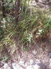 Carex lambertiana