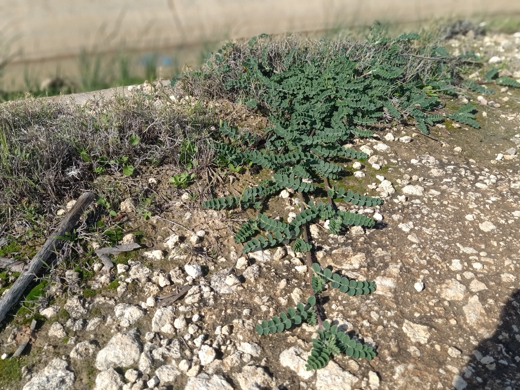 Sulla aculeolata