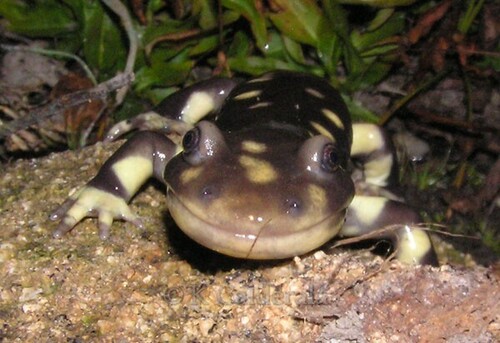 iNaturalist observation photo of California Tiger Salamander