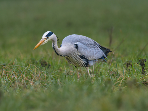 iNaturalist: (c) angus_w, some rights reserved (CC BY-NC), uploaded by angus_w iNaturalist image