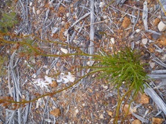 Goodenia scapigera