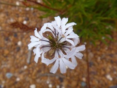 Goodenia scapigera