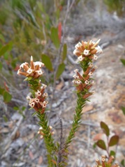 Lysinema ciliatum