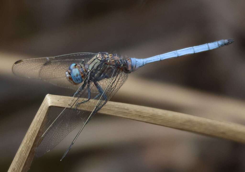 Woodland Skimmer