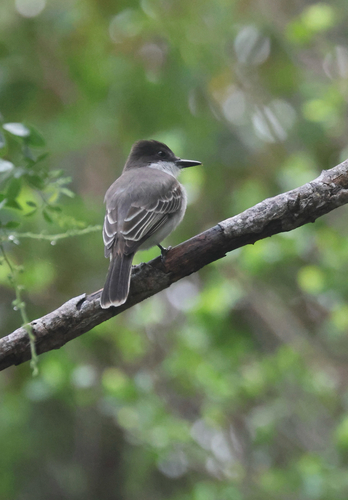 Loggerhead Kingbird (Tyrannus caudifasciatus), photo 4