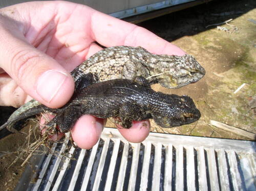 iNaturalist observation photo of Western Fence Lizard