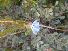 Lechenaultia heteromera