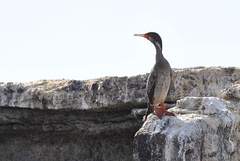 Poikilocarbo gaimardi