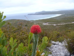 Melaleuca velutina