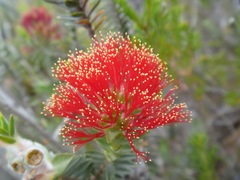 Melaleuca velutina