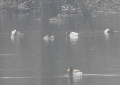 iNaturalist: (c) lanius2016, some rights reserved (CC BY-NC), uploaded by lanius2016 iNaturalist image