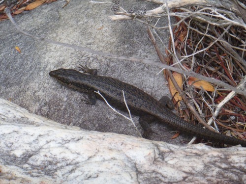Egernia napoleonis