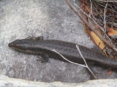 Egernia napoleonis