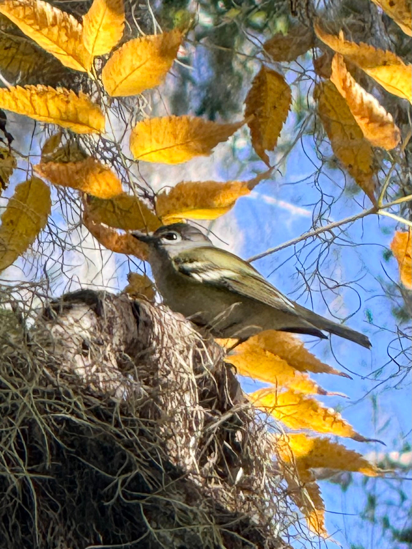 Blue-headed Vireo (Vireo solitarius), photo 9