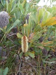 Banksia oreophila