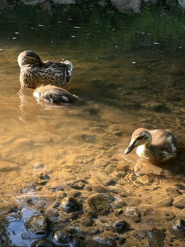 iNaturalist: (c) ellieellie, some rights reserved (CC BY-NC) iNaturalist image