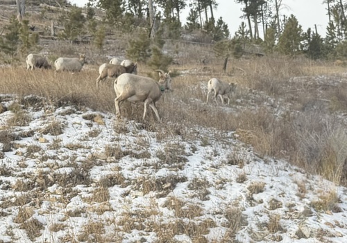 Bighorn Sheep