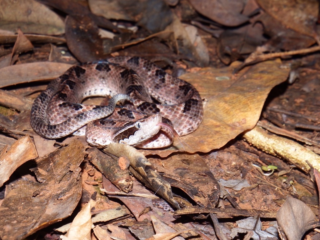 Malayan Pit Viper (Calloselasma rhodostoma)
