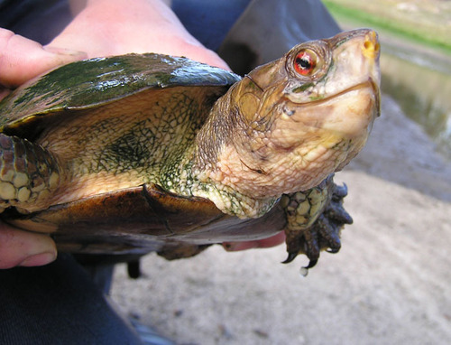 iNaturalist observation photo of Northwestern Pond Turtle