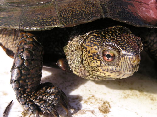 iNaturalist observation photo of Northwestern Pond Turtle