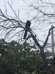 Crotophaga sulcirostris