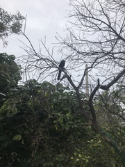 Crotophaga sulcirostris