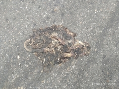 Didelphis marsupialis