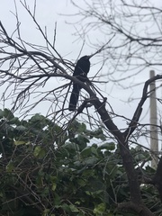 Crotophaga sulcirostris