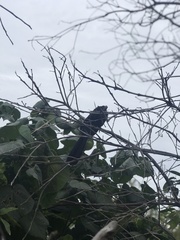 Crotophaga sulcirostris