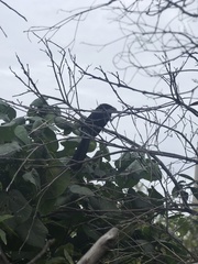 Crotophaga sulcirostris