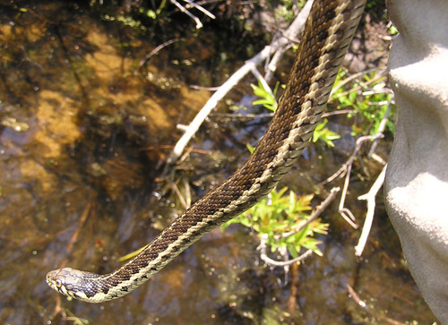 iNaturalist observation photo of Sierra Garter Snake