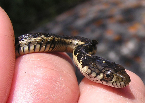 iNaturalist observation photo of Sierra Garter Snake