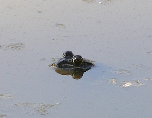 iNaturalist observation photo of American Bullfrog