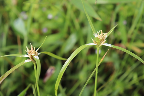 yerba de estrella (Rhynchospora nervosa)