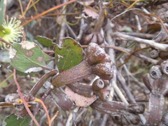 Eucalyptus platypus