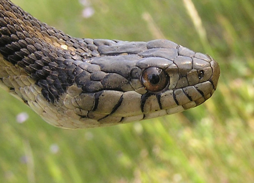 iNaturalist observation photo of Sierra Garter Snake