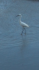 Egretta thula