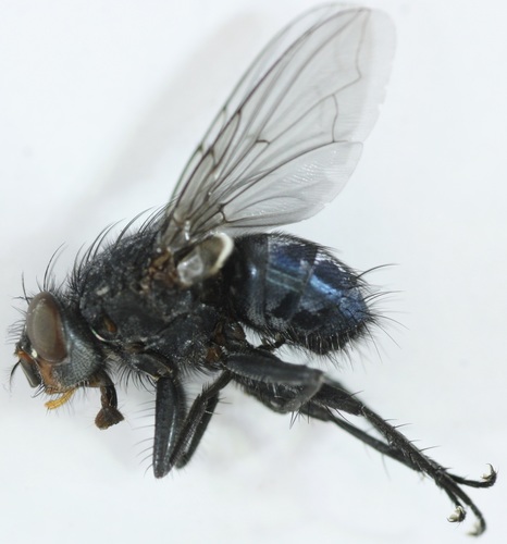 Calliphora latifrons photo 4