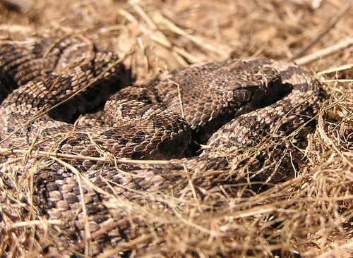 iNaturalist observation photo of Northern Pacific Rattlesnake