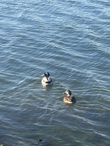 iNaturalist: (c) jazzi14, some rights reserved (CC BY-NC) iNaturalist image