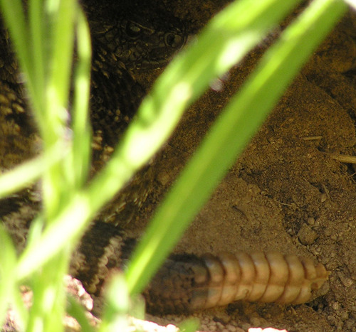 iNaturalist observation photo of Northern Pacific Rattlesnake