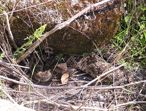 iNaturalist observation photo of Northern Pacific Rattlesnake