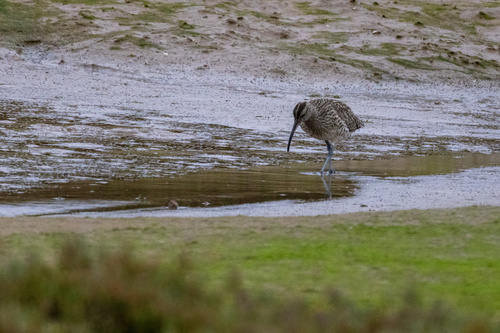 iNaturalist: (c) Anne-Gael Tissot, some rights reserved (CC BY-NC), uploaded by Anne-Gael Tissot iNaturalist image
