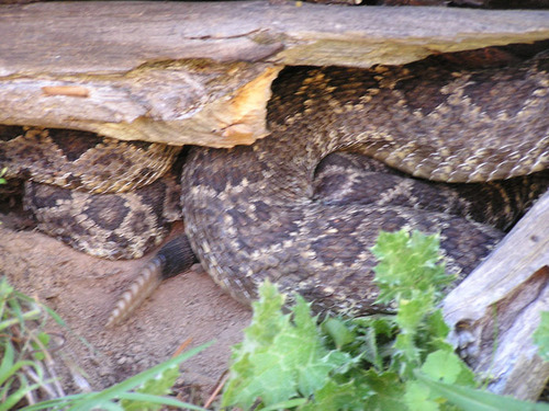 iNaturalist observation photo of Northern Pacific Rattlesnake