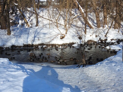 iNaturalist: (c) Alan Kwok (King Lun), Ada Tai (Ah Heung) / 阿達蘭 AdAlan, some rights reserved (CC BY-NC), uploaded by Alan Kwok (King Lun), Ada Tai (Ah Heung) / 阿達蘭 AdAlan iNaturalist image