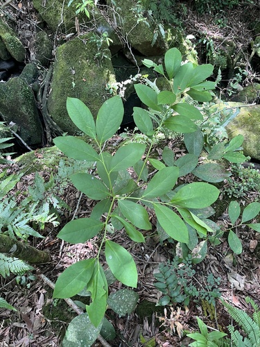 Citronella paniculata (Citronella paniculata)