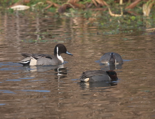 iNaturalist: (c) kliewer, some rights reserved (CC BY-NC), uploaded by kliewer iNaturalist image