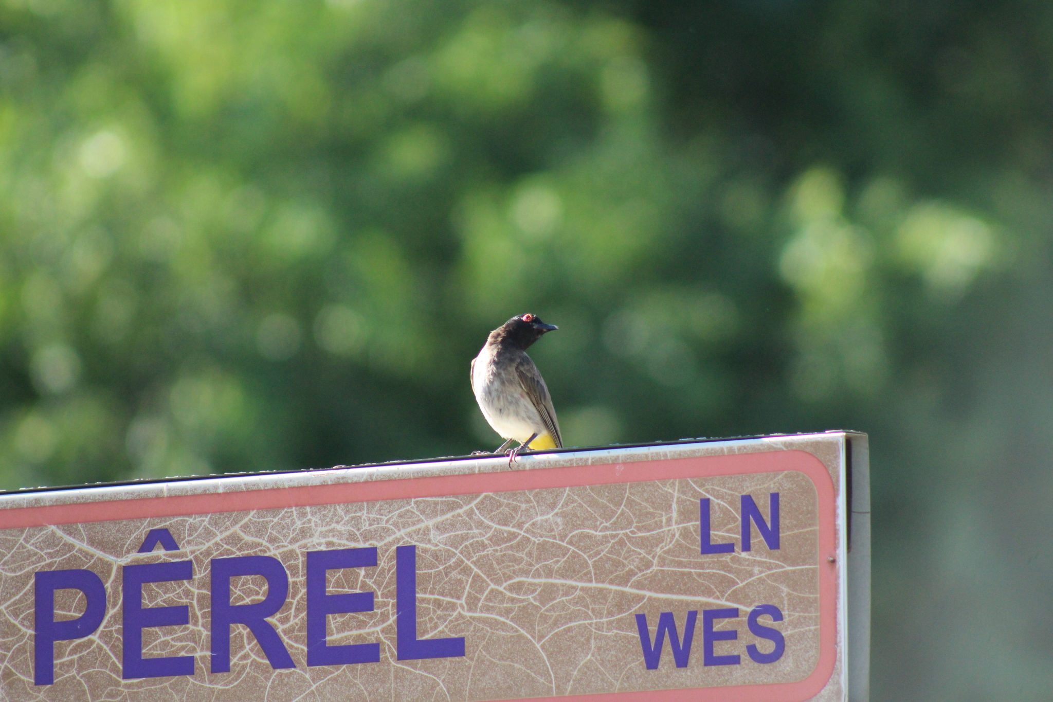 African Red-eyed Bulbul (Pycnonotus nigricans), photo 2